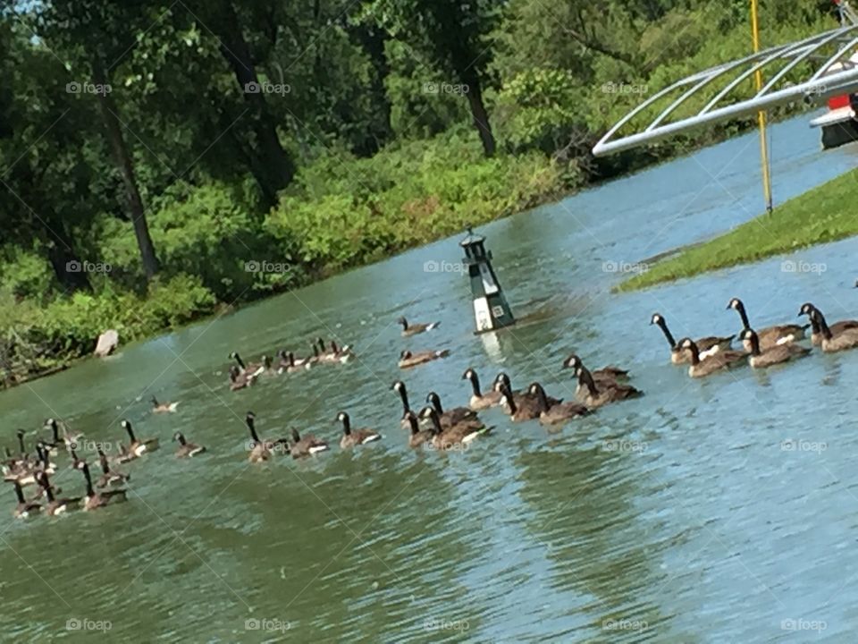 Geese On Parade 