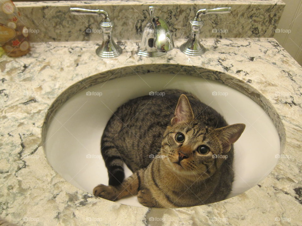 A beautiful tabby cat in the sink with cute, round eyes.