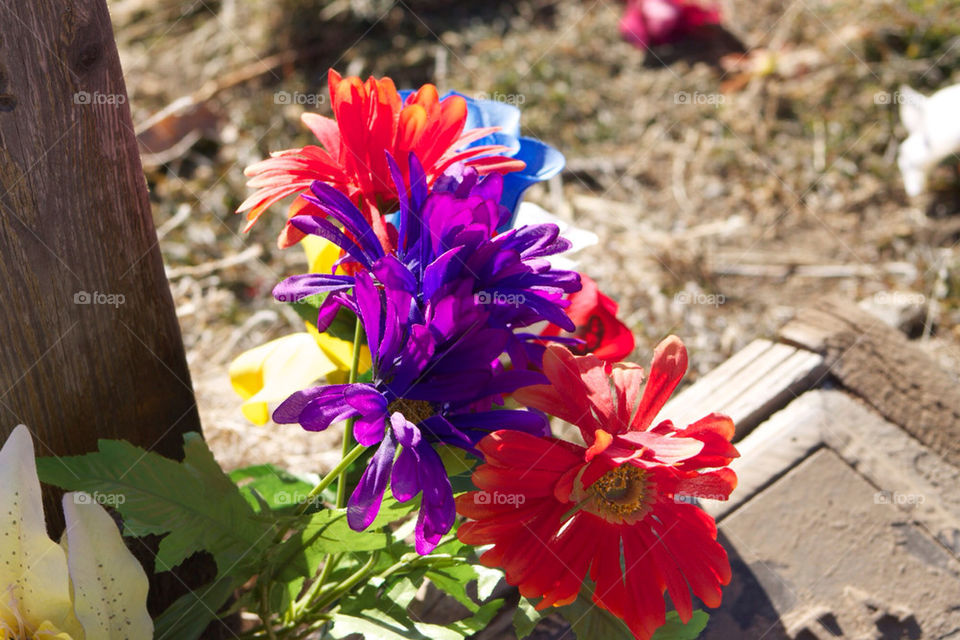 flowers nature colors bright by avphoto