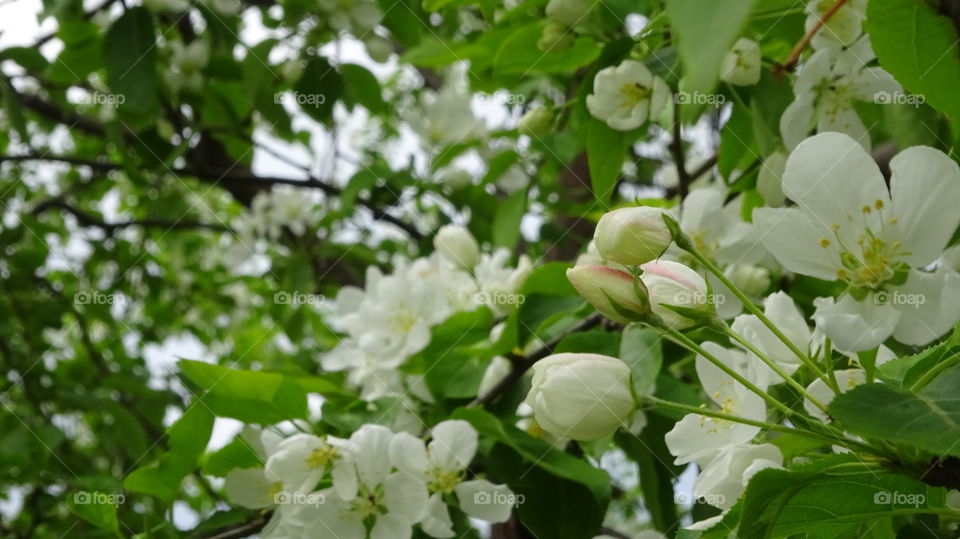 apple-tree in bloom
