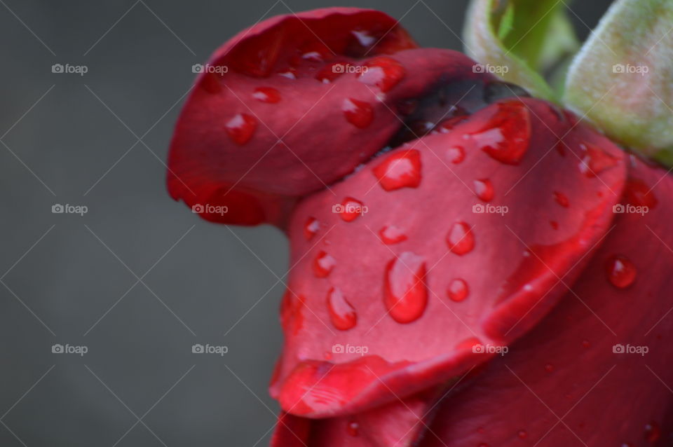 Close-up of red flower with water drops