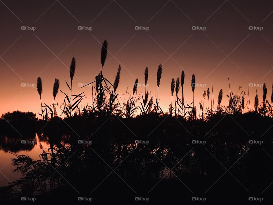 Cat Tails are stealing the show. Night is very near and steals the show late into the Evening is casting a gorgeous colour which will stay focused even until Darkness & Night. Twilight is deepening as the evening continues.