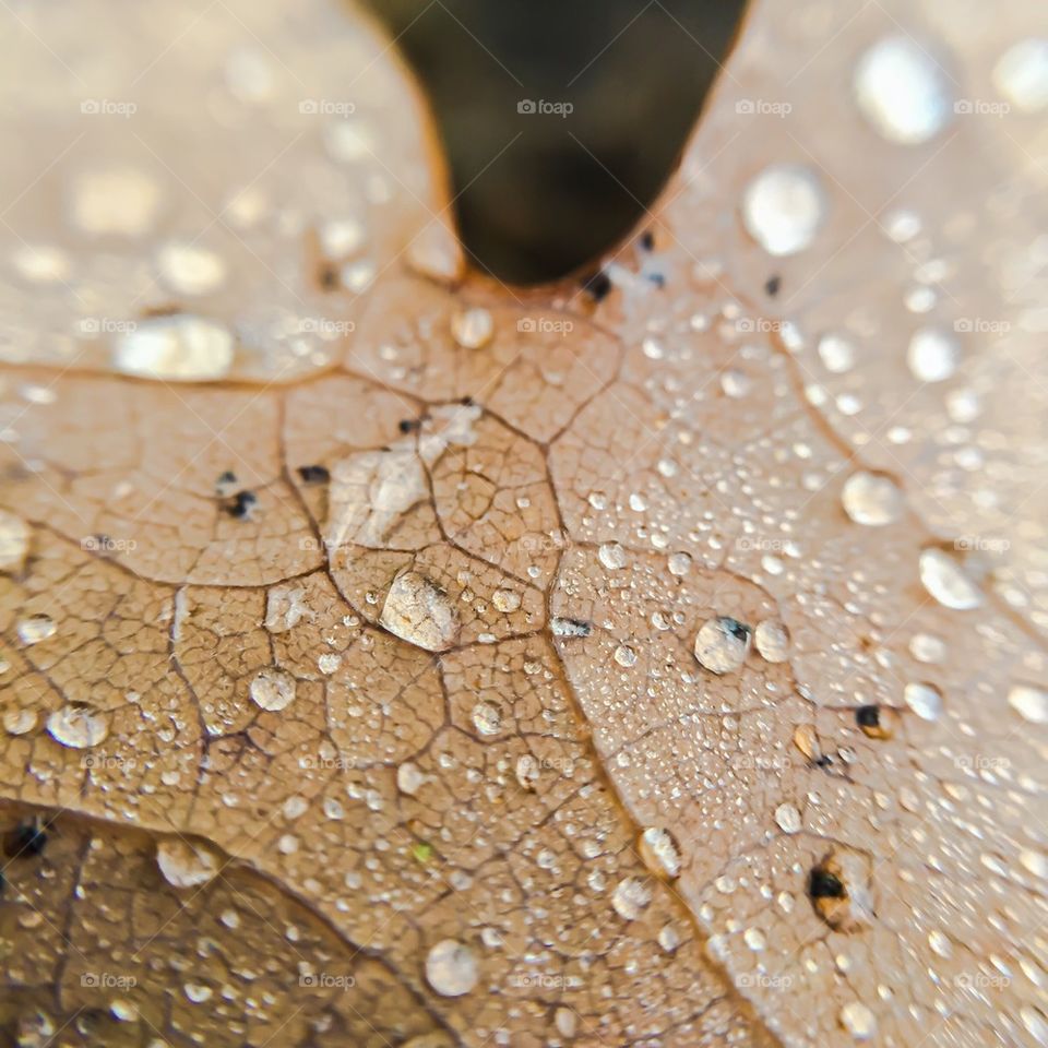 Drops