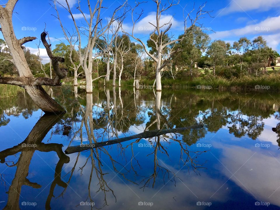 Mirror reflections in a local pond