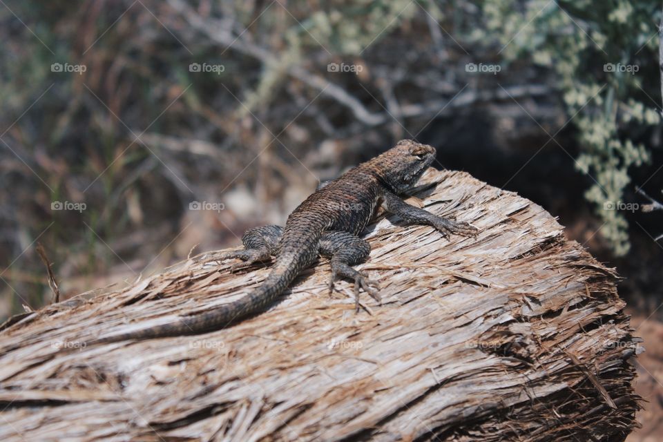 Lizard in Zion National Park