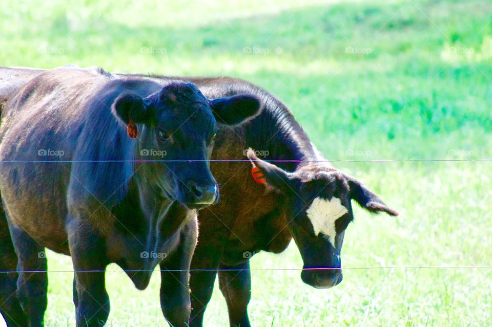 Two steers in a pasture on a hot summer day