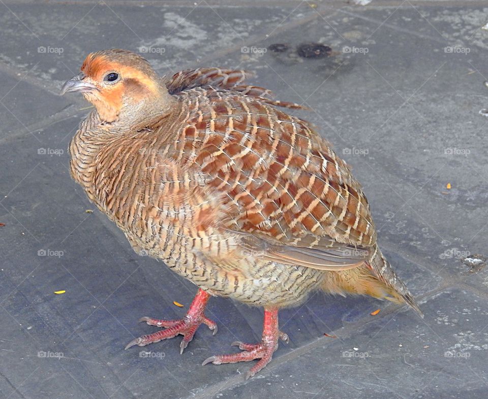 Bird-Maui Francolin