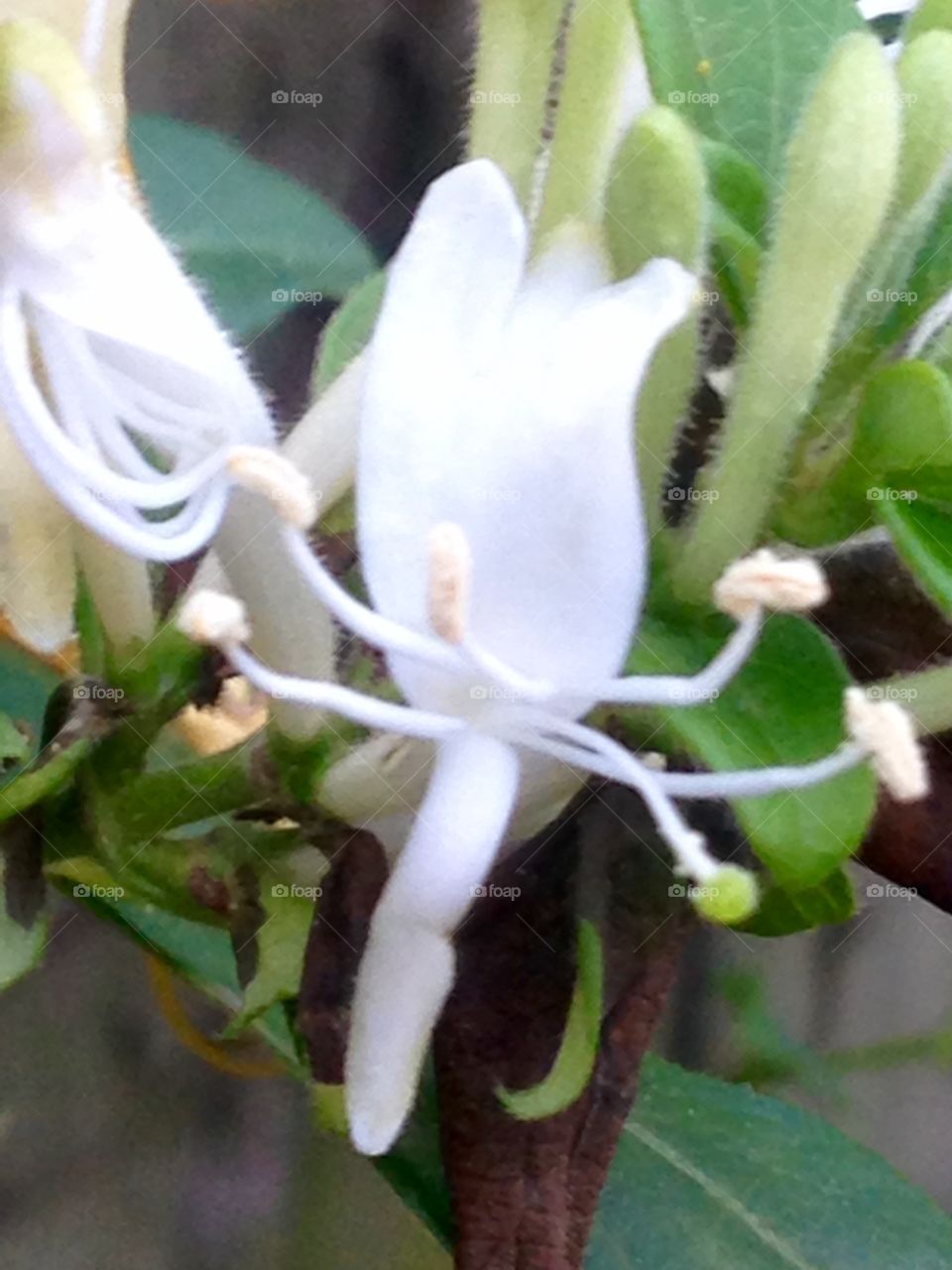 Honeysuckle closeup 