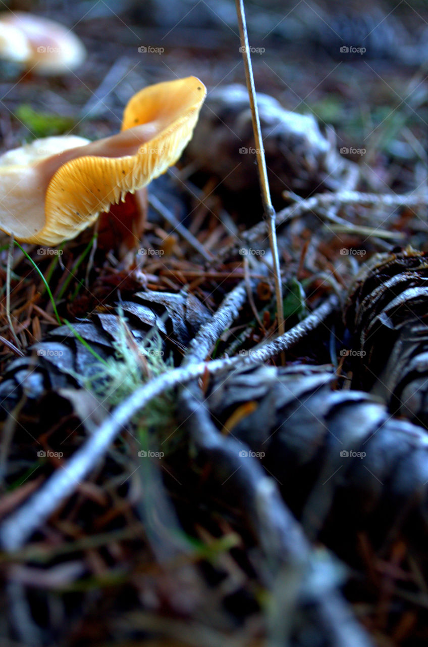 Miniature Mushrooms