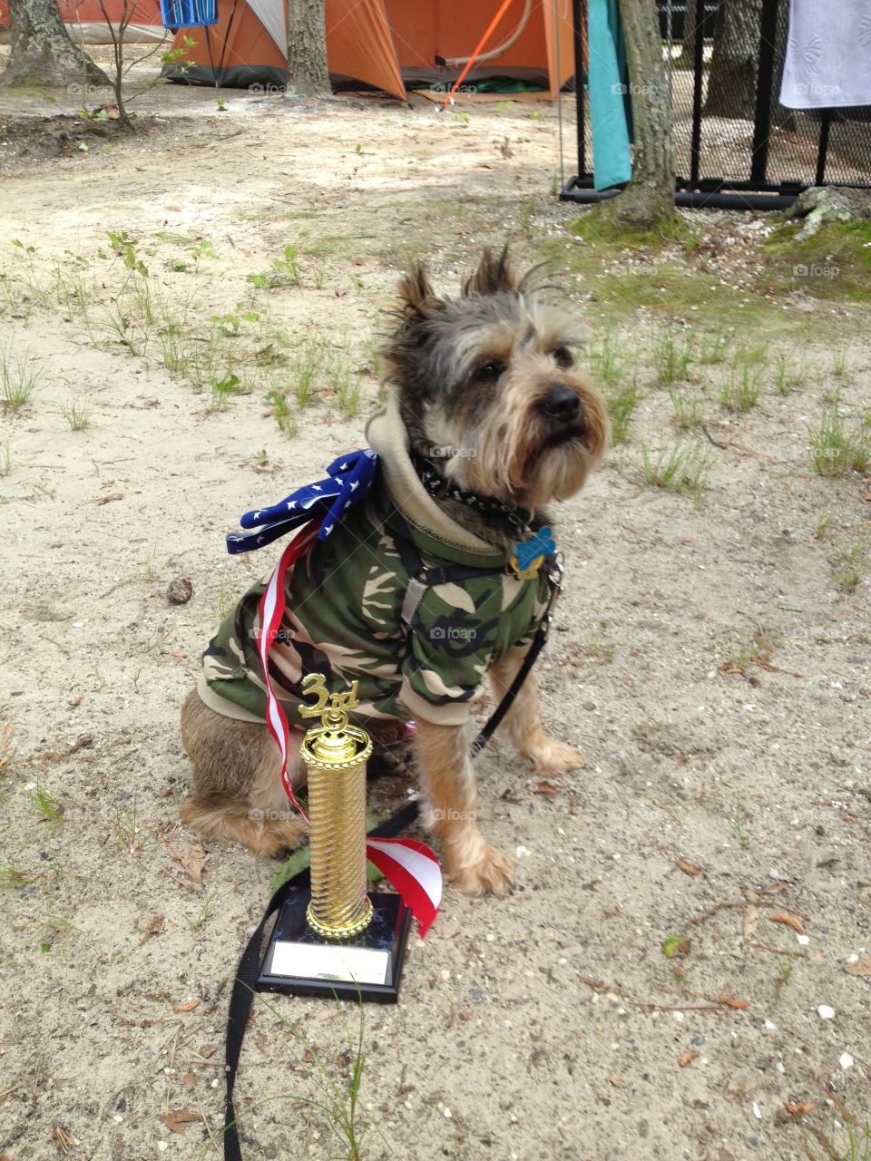 A winner in the patriotic pet contest