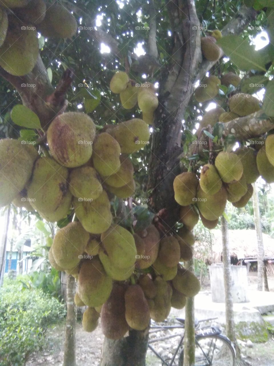 A view of summer fruits,Jackfruit