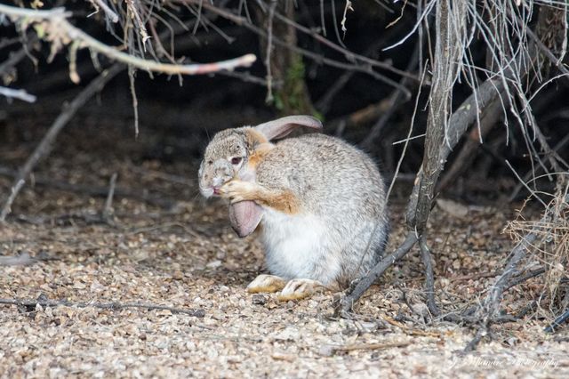 A wild hare finds shelter under a large bush to protect himself while he grooms his impressive ears