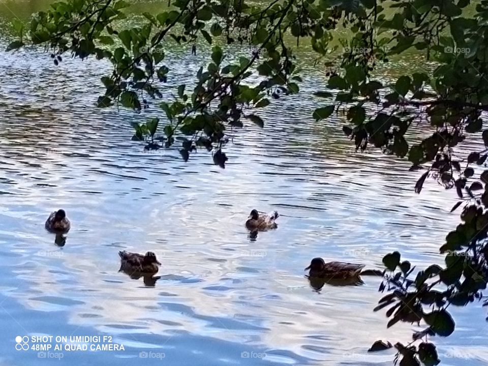 Canards 🦆 dans l eau