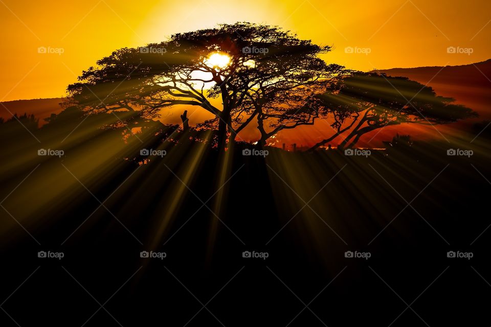 Sunlight streaming through a tree at sunset.  Oahu, Hawaii. USA