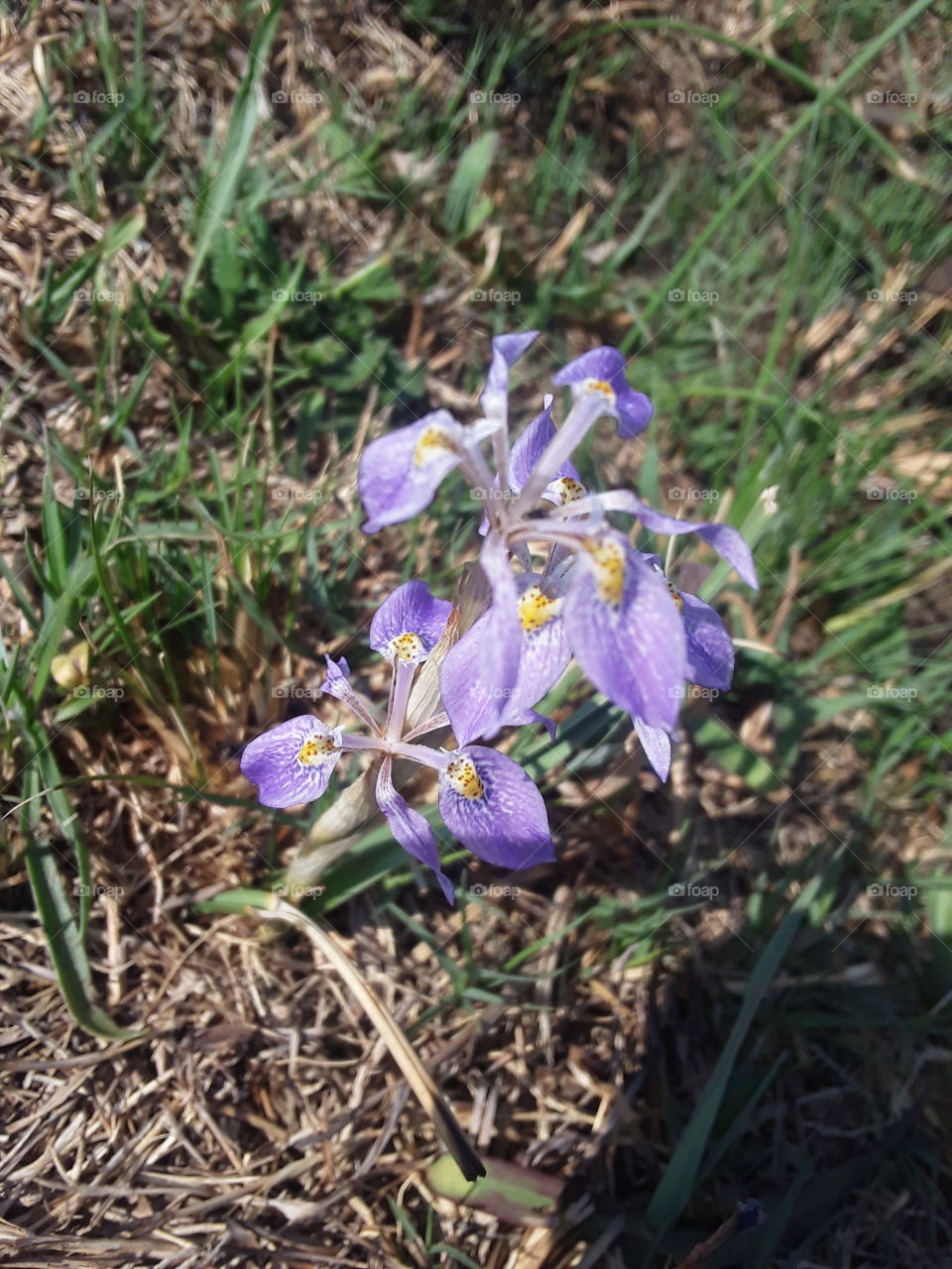 A natural flower plant in spring time.