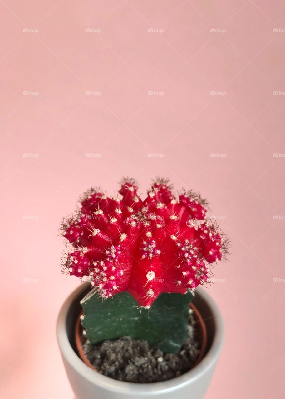 Moon cactus with a pink background 