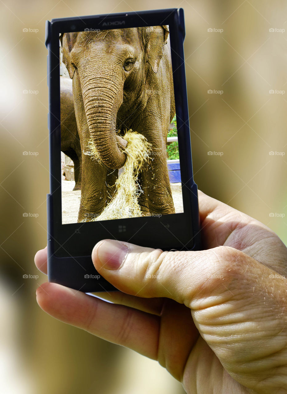 Phone. Camera phoneTourist taking a picture with a smartphone cell phone mobile phone camera 