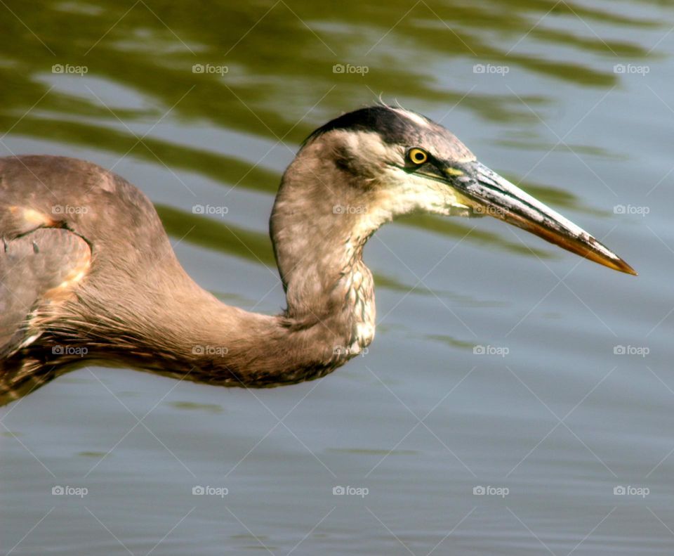 Great Blue Heron Spotting a Fish
