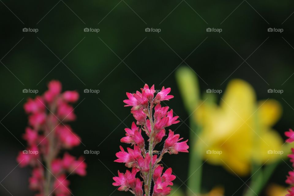 Garden flowers