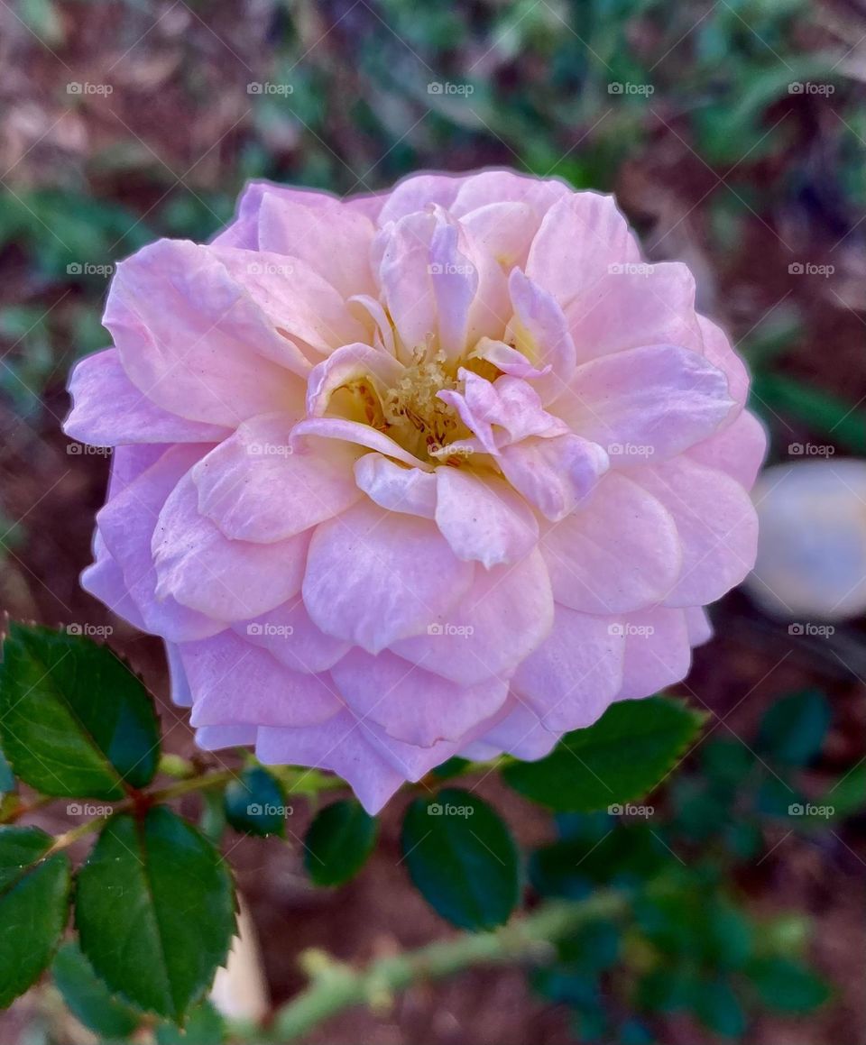 🌹 🇺🇸 Very beautiful flowers to brighten our day.  Live nature and its beauty. Did you like the delicate petals? / 🇧🇷 Flores muito bonitas para alegrar nosso dia. Viva a natureza e sua beleza. Gostaram das pétalas delicadas? 