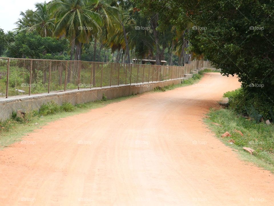 No Person, Tree, Tropical, Summer, Nature