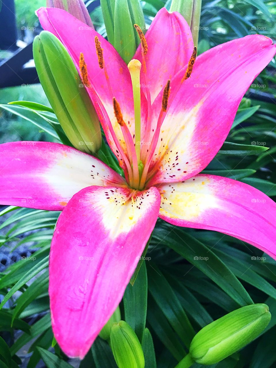 Bright pink “Stargazer” lily.