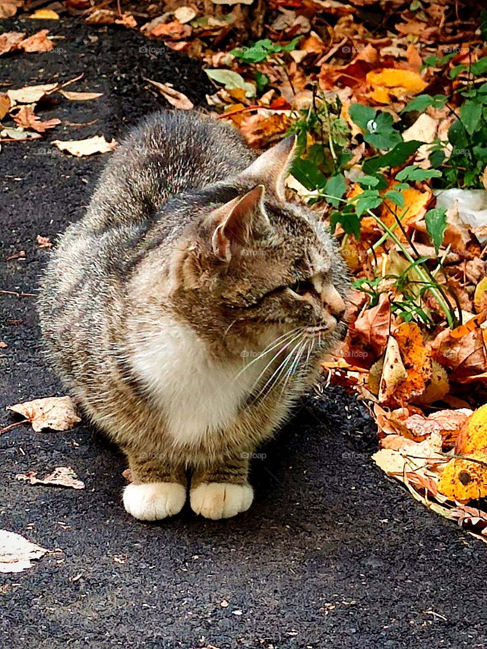 Autumn.  The cat is sitting on the pavement.  Around colorful autumn leaves