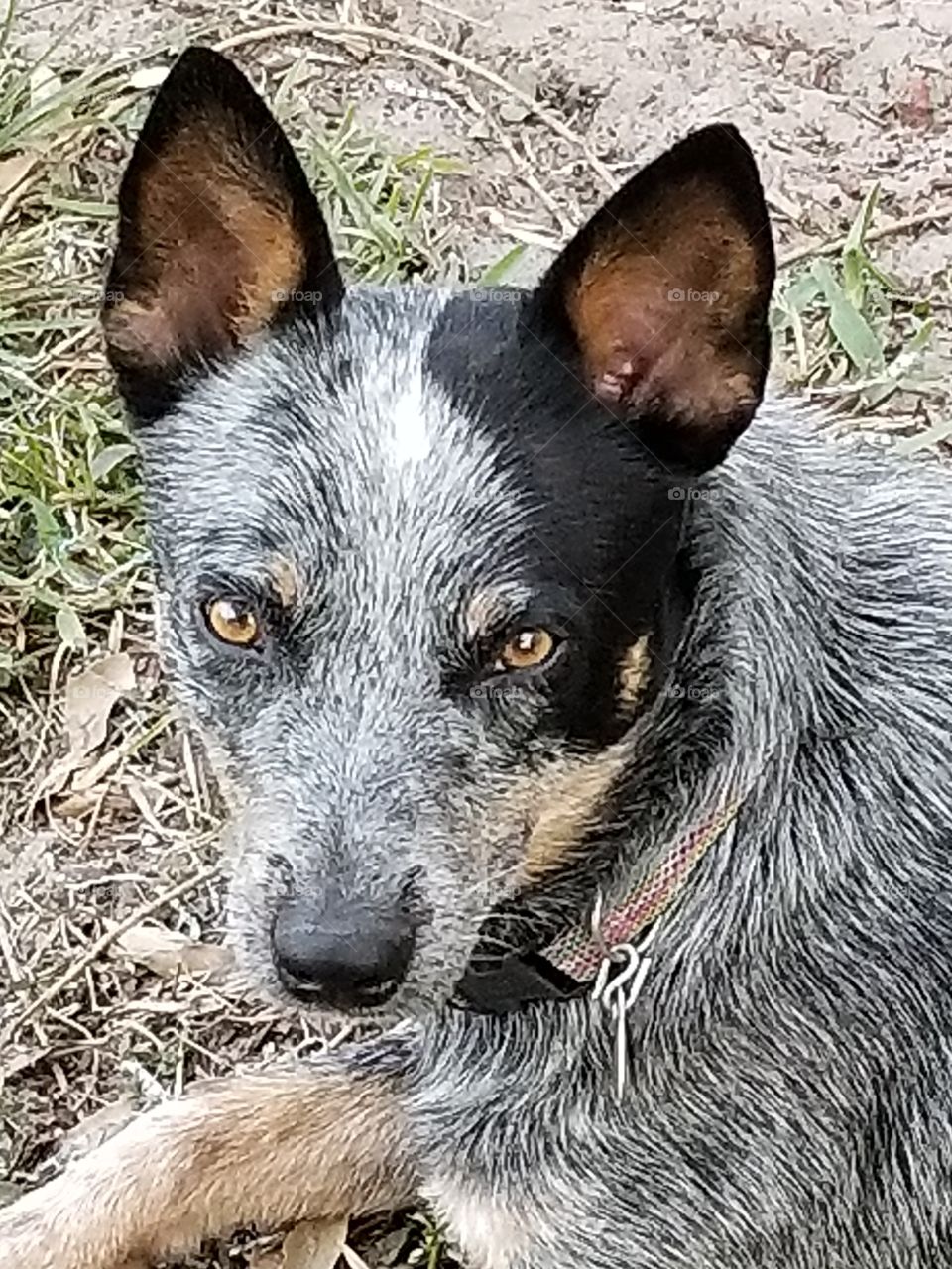 Bleu the blue heeler rescued 4 months ago he is the wildchild of the family who loves to play frisbee