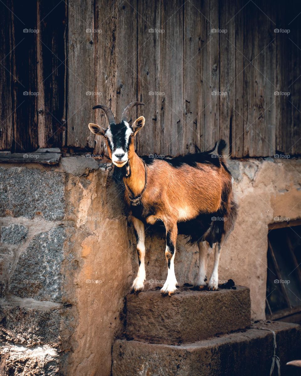 A goat on a stone