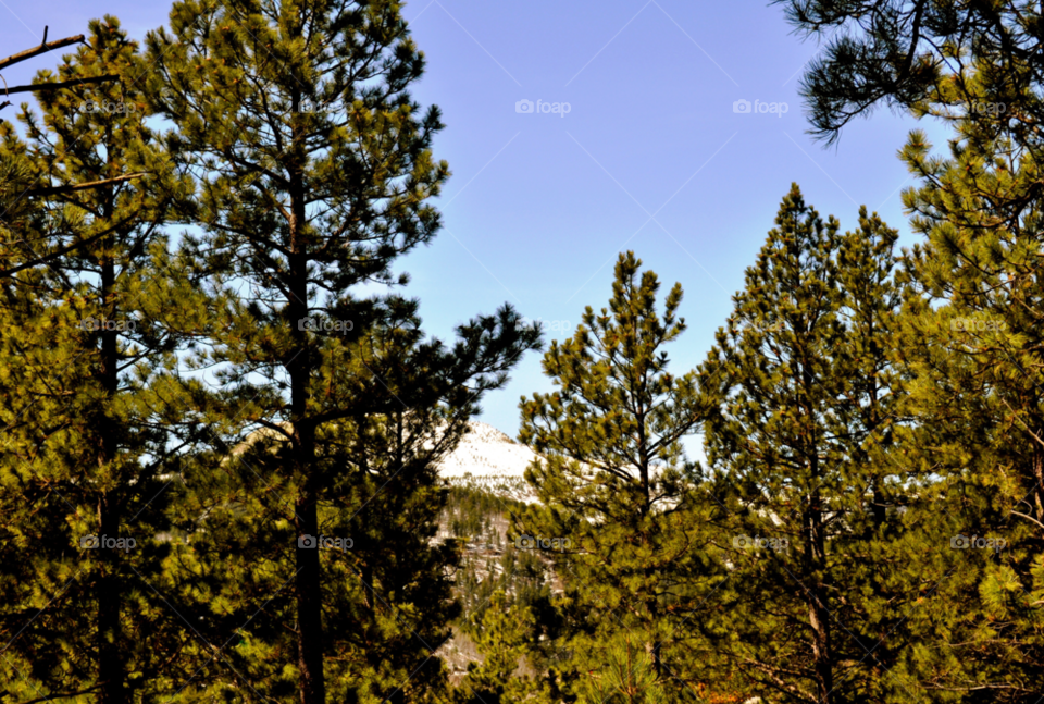 south dakota tree black hills by refocusphoto