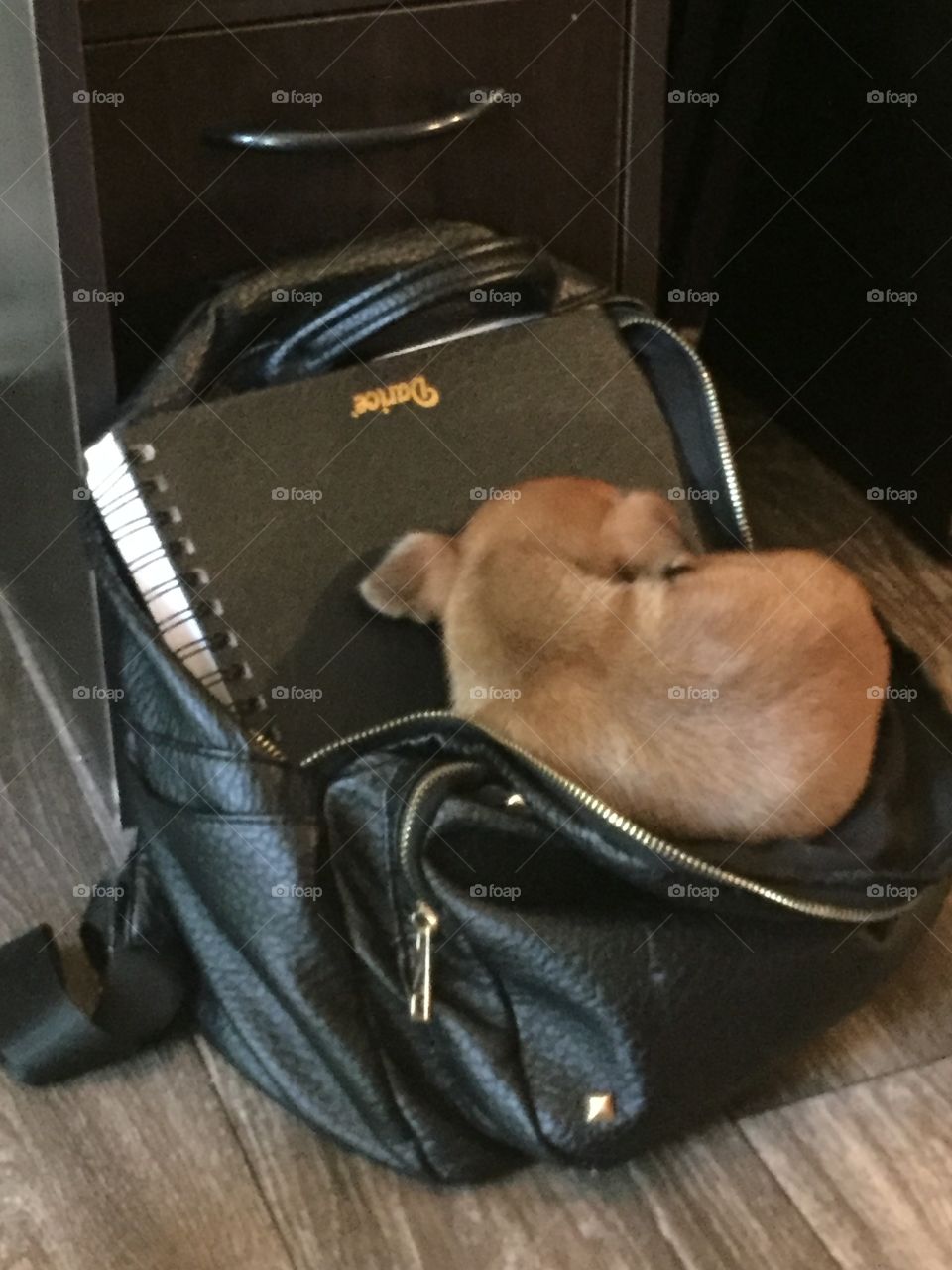 Puppy sleeping in backpack
