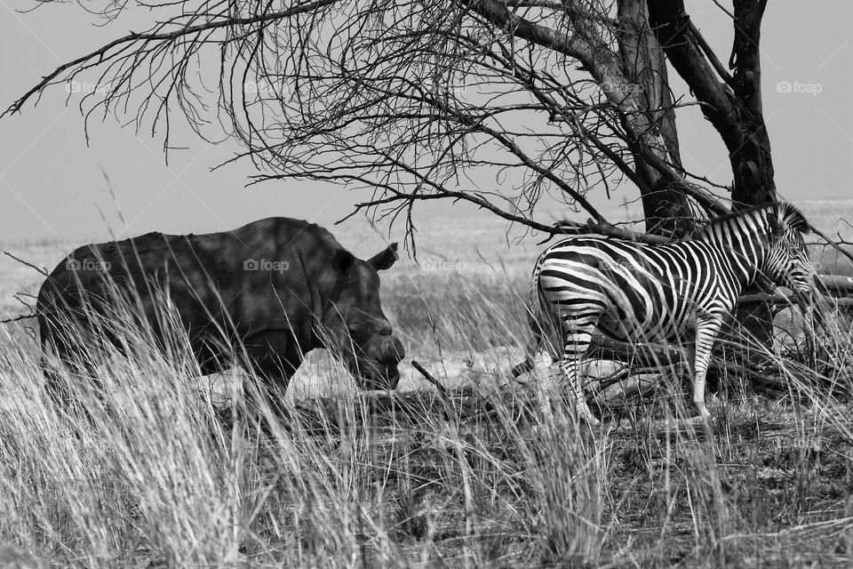 black and white image of a white rhino and zebra under a dead tree.