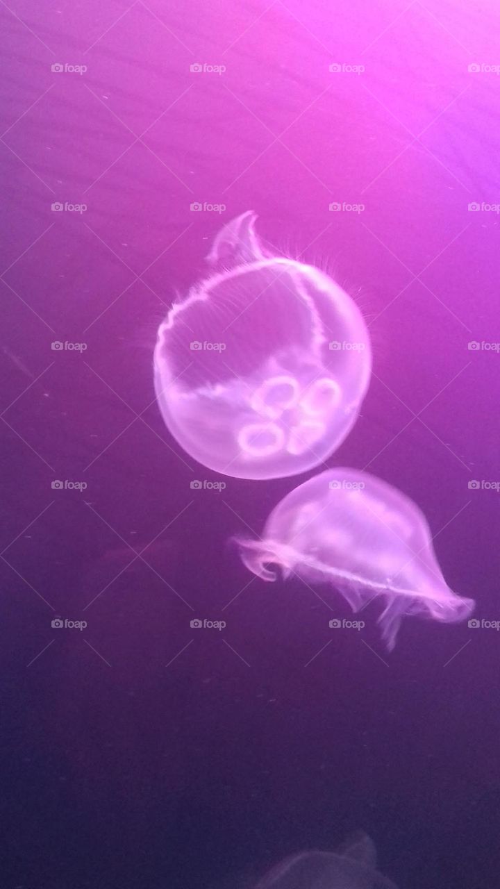 jellyfish