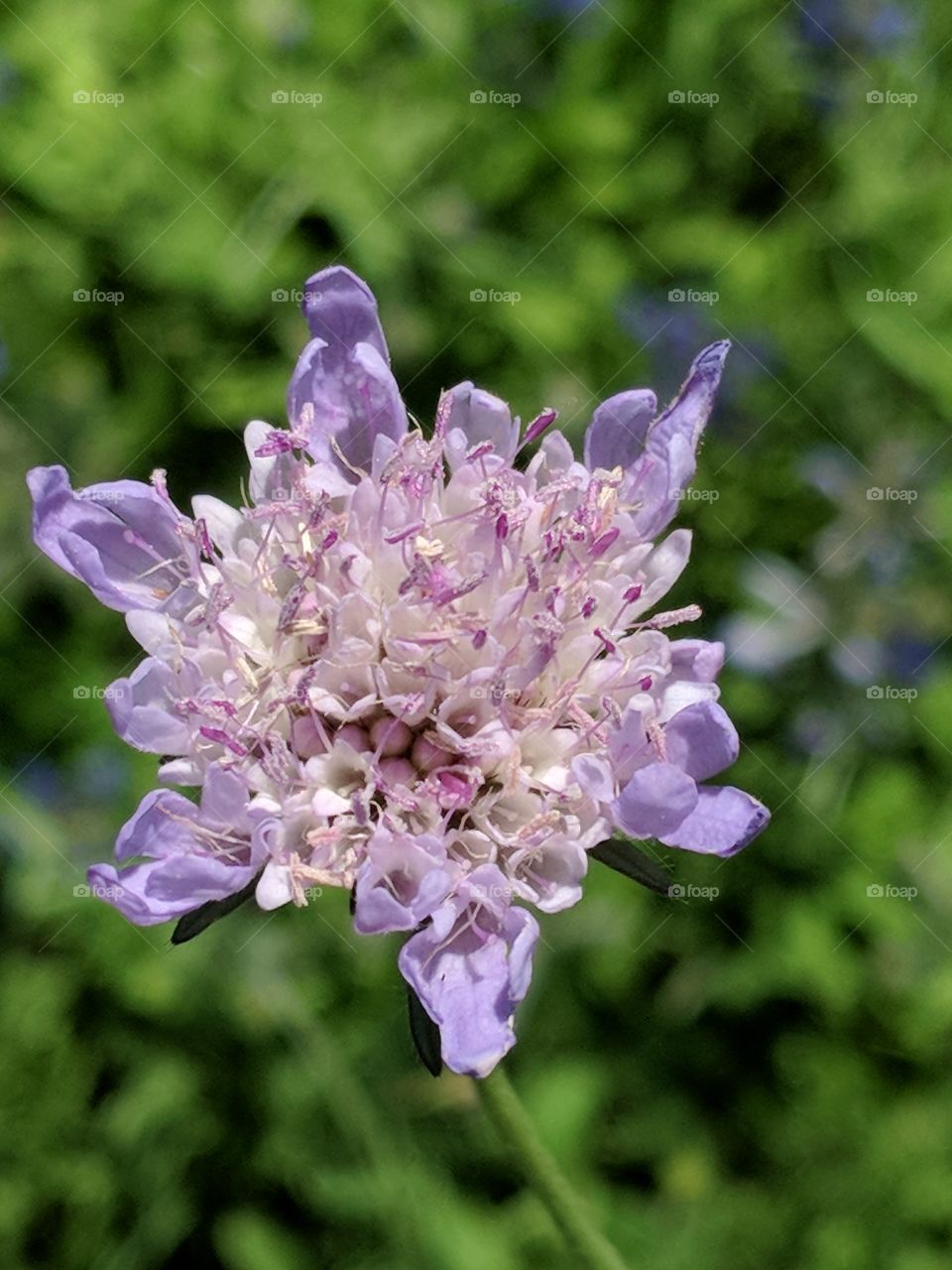 lovely close up of a purple flower