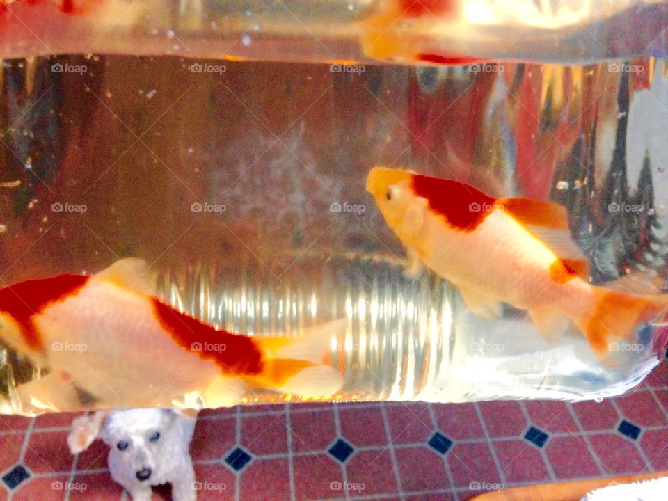 Goldfish in Bag Photobombed. Brought goldfish home for the pond. Took a quick pic 1st before release & after I realized our dog photobombed the fish!