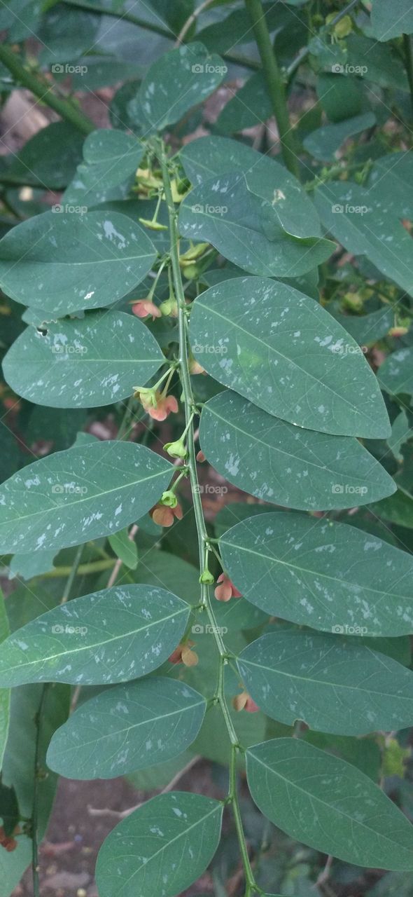 This leaf is a minor vegetable that is known to have the property of facilitating the flow of breast milk