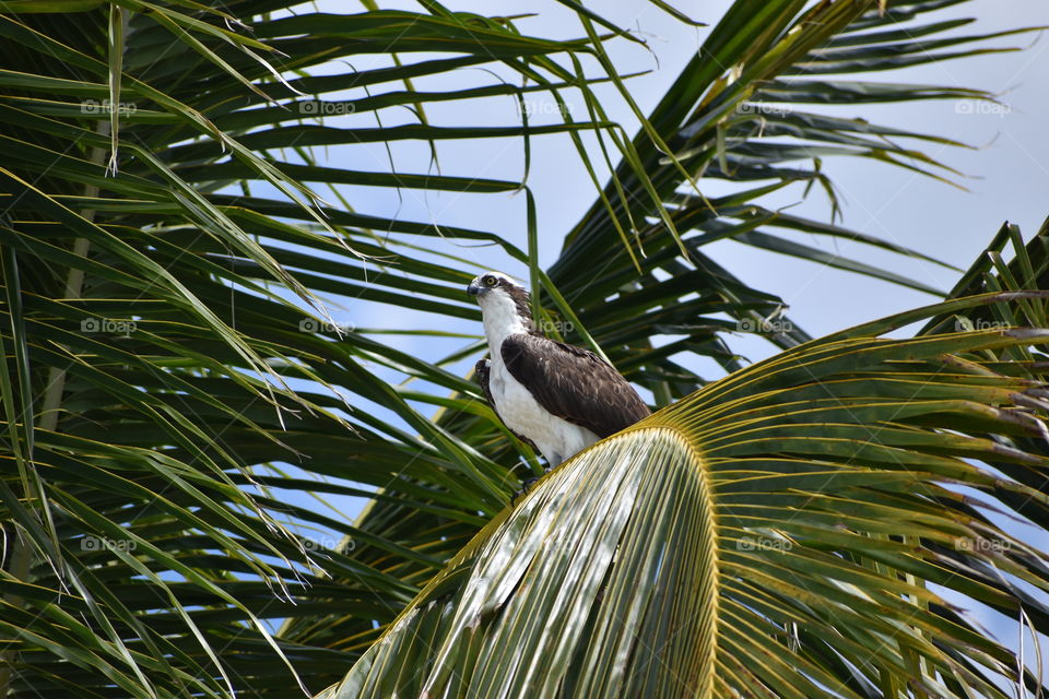 Osprey