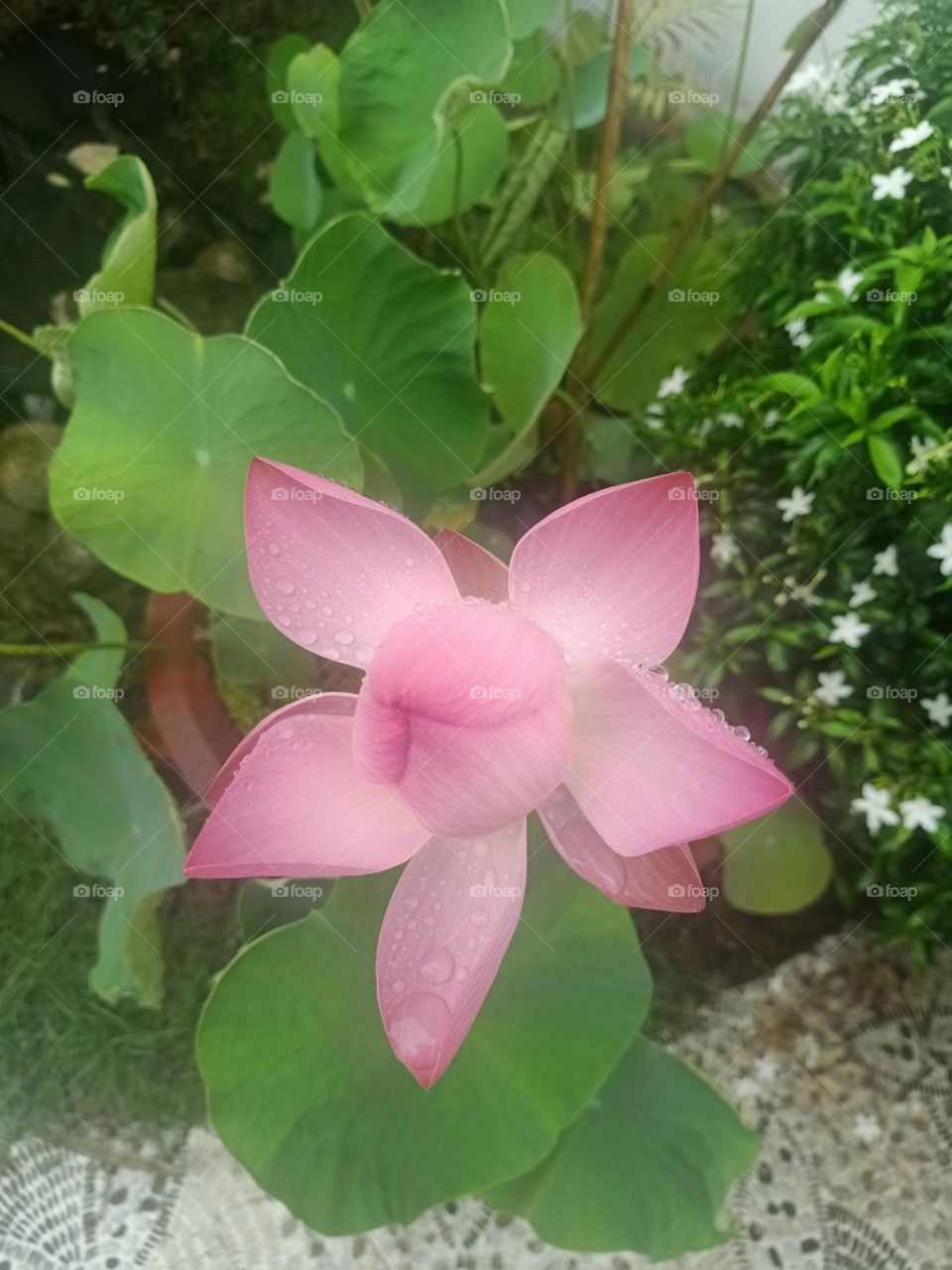 Lotus flower.