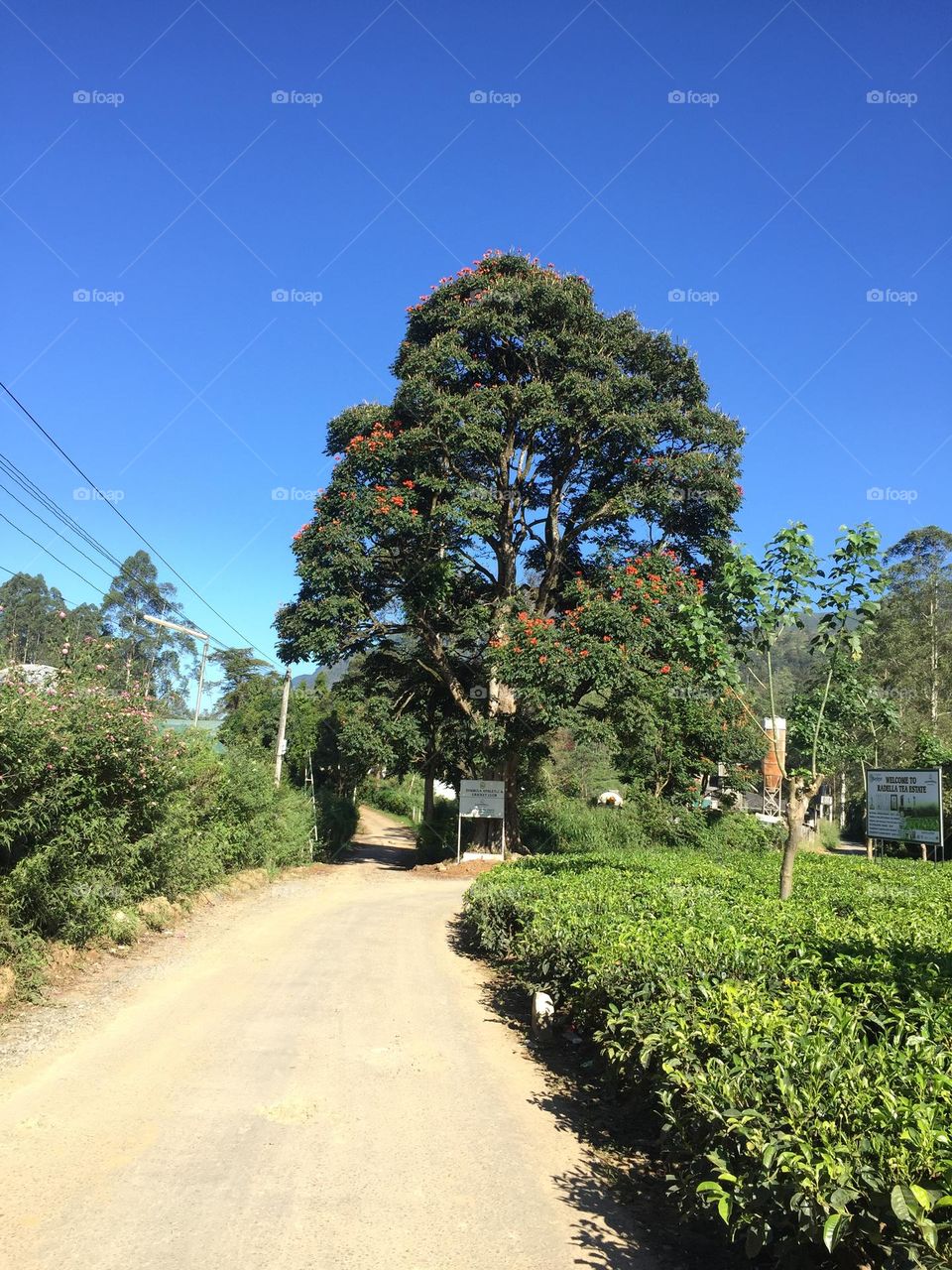 Tree hit the Sky😍