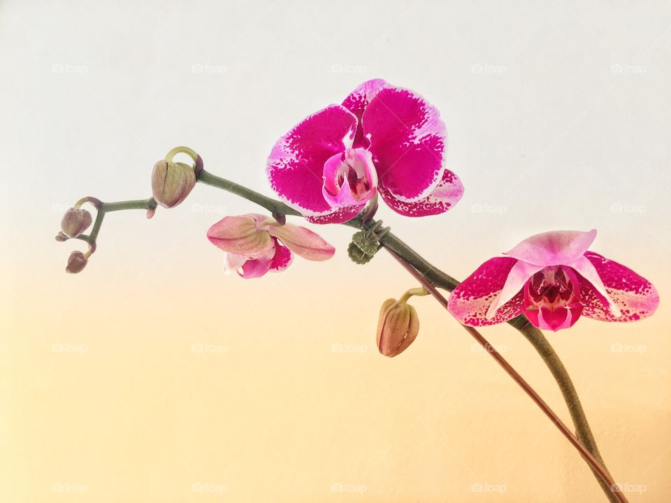 Orchid 