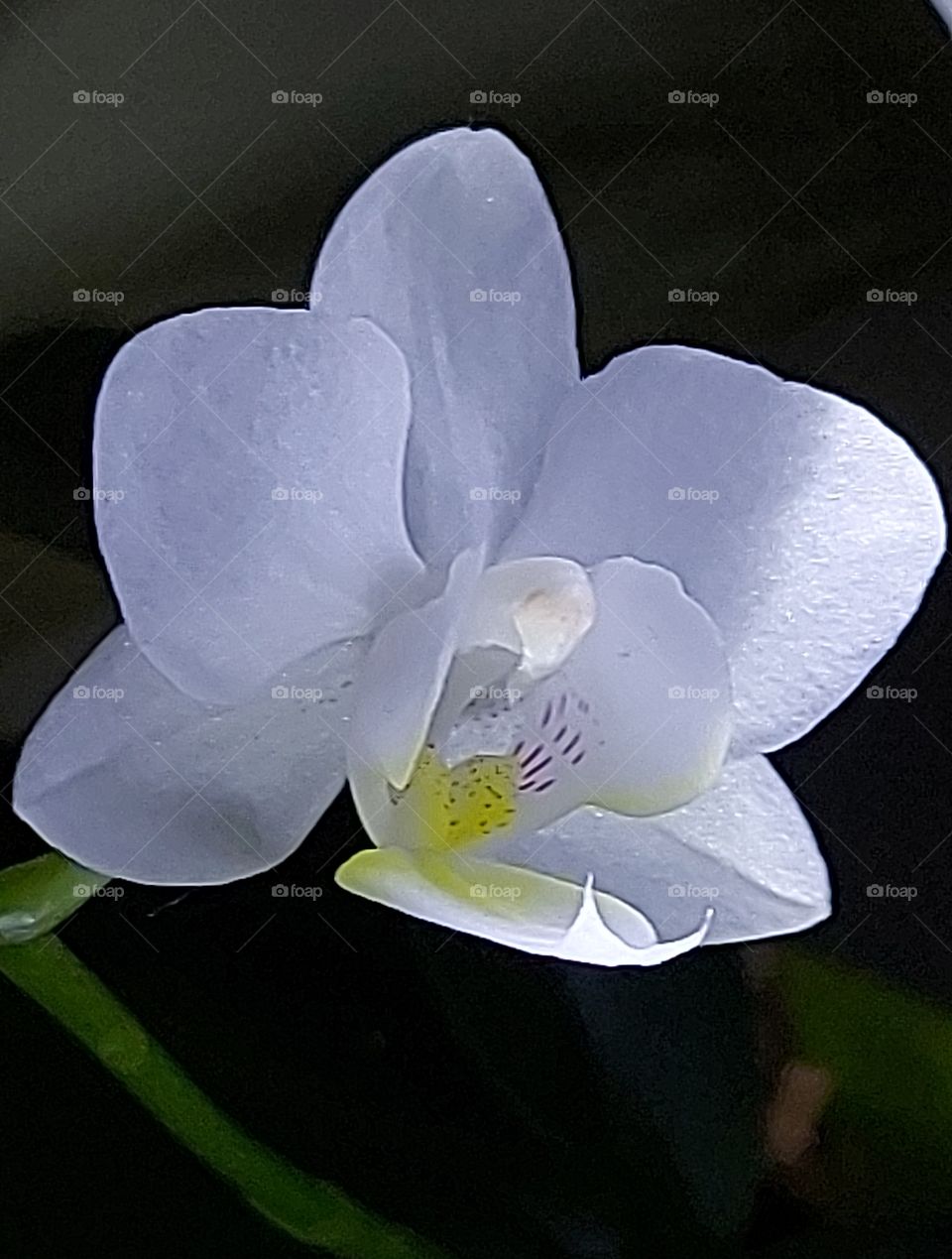 orquídea phalaenopsis branca