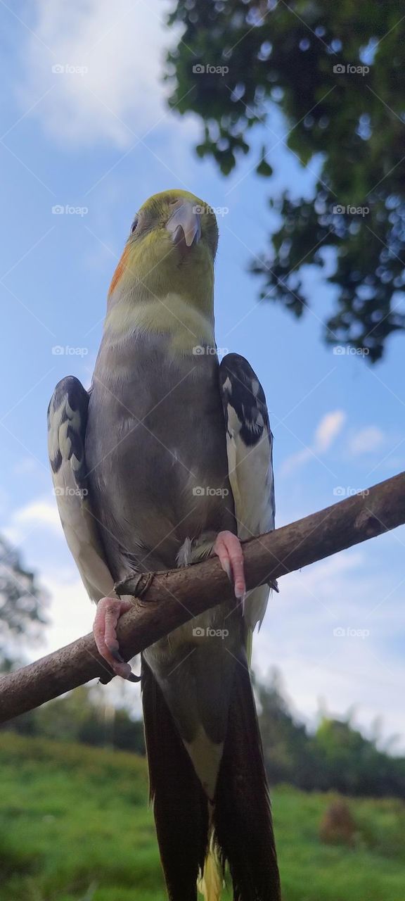 cockatiel on tree branch
