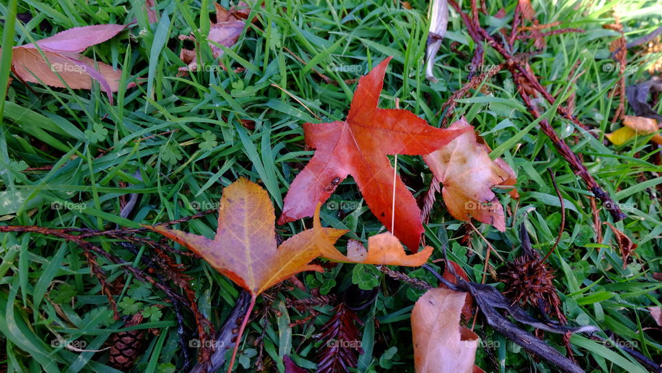 Colors after a winter rain