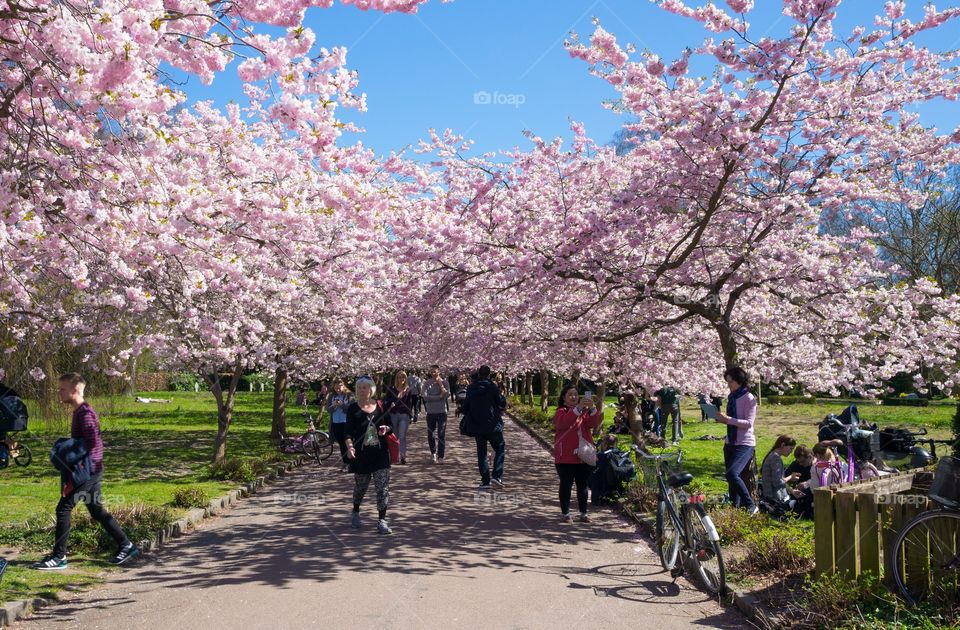 Pink park