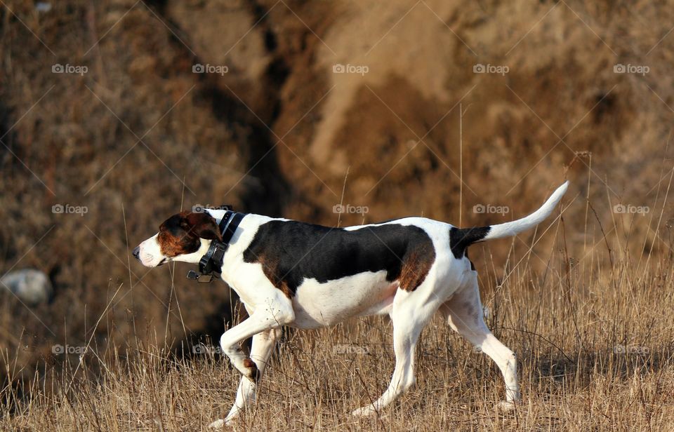 Dog walking on dry grass