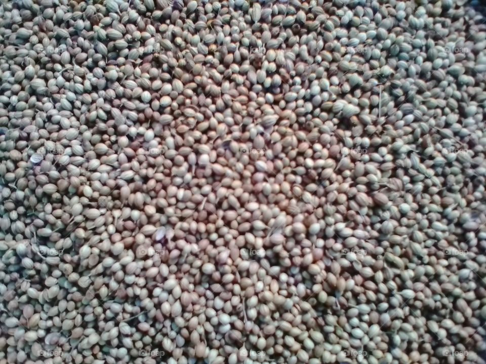 coriander