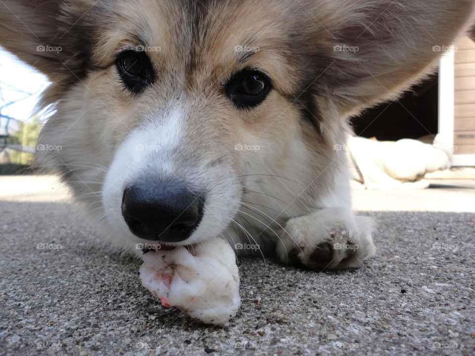 puppy with treat. corgi