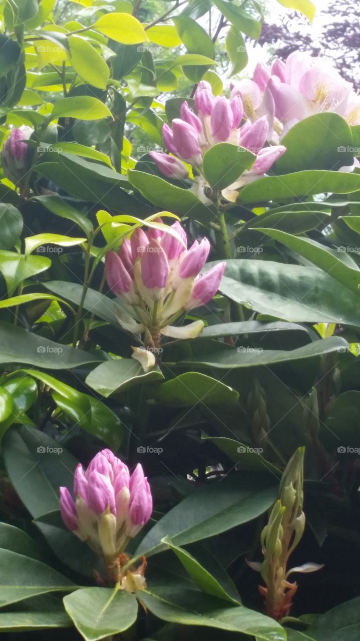 summer blooms. garden