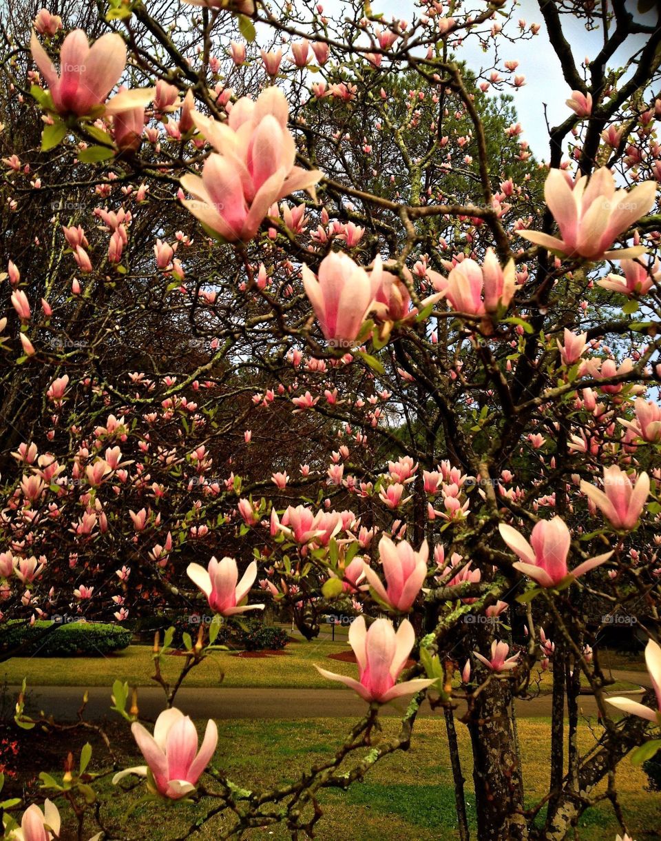 Japanese Magnolias. Japanese Magnolias