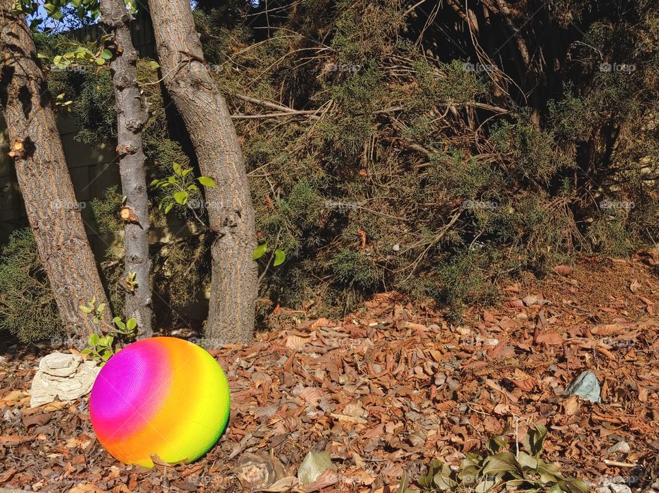 Bright Multi Colored Ball Setting Among Fallen Autumn Leaves